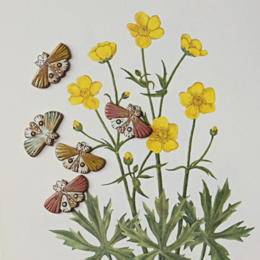 Porchlight moths 