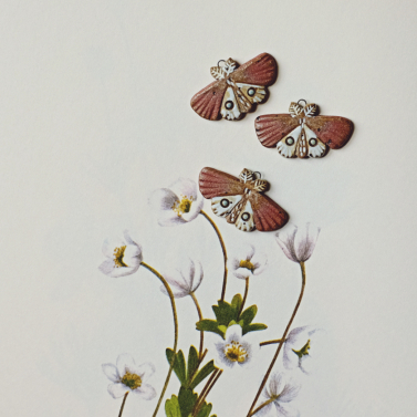 Porchlight moths 